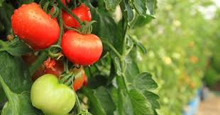 pomodori
