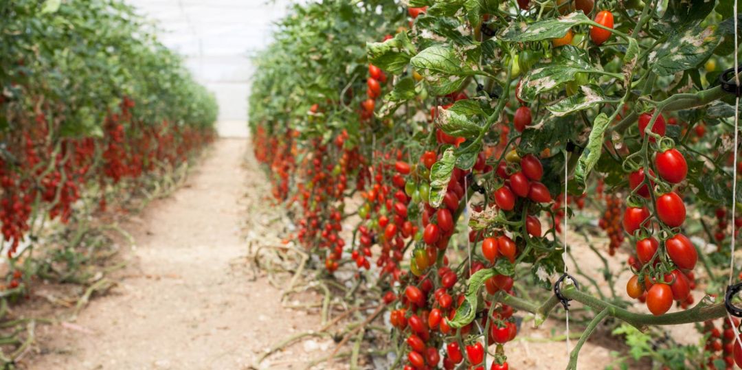 pomodori